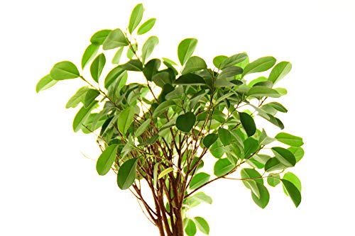 Buddha Baum/Pappel Feige (Ficus religiosa) - 100 Samen(mindestens) !! von tropical-seeds