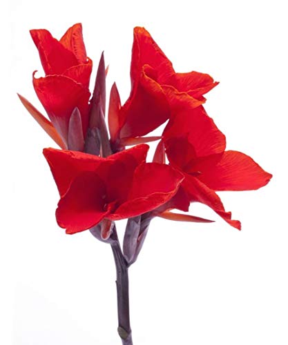 Canna indica -Indisches Blumenrohr -10 Samen - von tropical-seeds