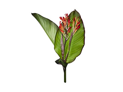 Canna speciosa -Südamerikanische Canna -50 Samen -Direktimport/Indien ! von tropical-seeds