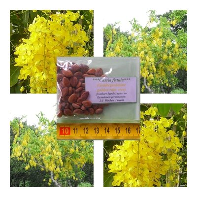 Cassia fistula - Goldregen Baum - 50 Samen - leuchtend gelbe Blüten von tropical-seeds