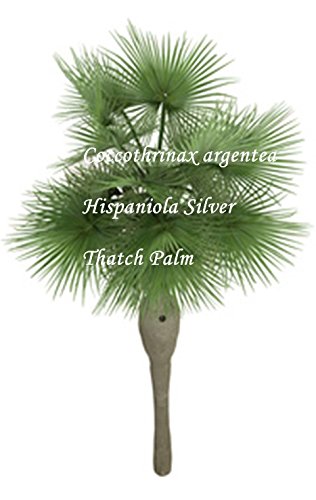 Coccothrinax argentea -Hispaniola Silver Thatch Palm - Samen - (10) von tropical-seeds