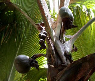 Coccothrinax barbadensis 20 x Samen -Puerto Rico Silberpalme- Palmensamen - von tropical-seeds