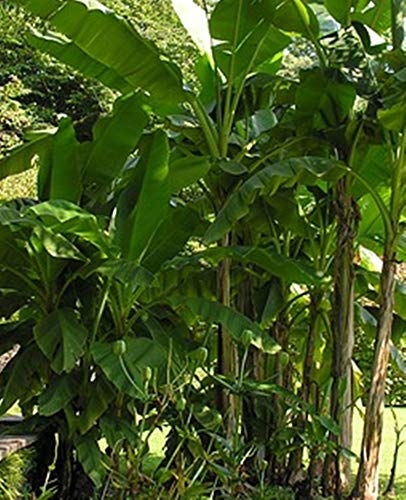 Darjeeling Banane - Musa sikkimensis (Manipur) - 20 Samen - von tropical-seeds