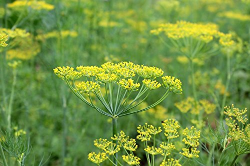 Dill (Bouquet) - 100 + Samen - Küchenkräuter von tropical-seeds