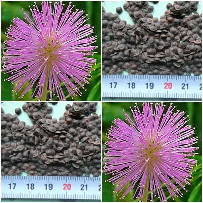 Echte Mimose (Mimosa pudica)- 200 Samen - schamhafte Sinnpflanze von tropical-seeds