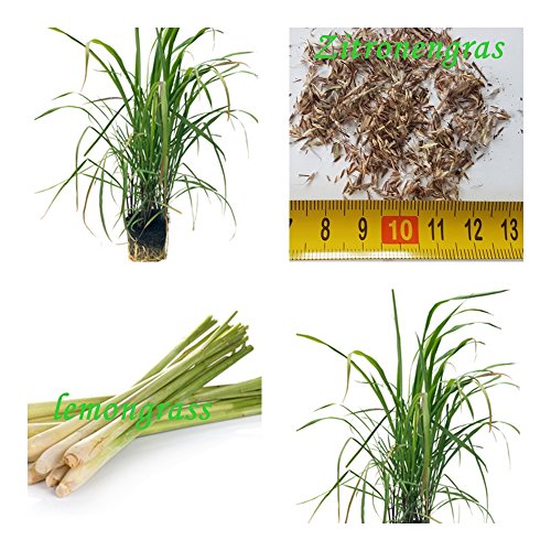 Echtes Westindisches Zitronengras - Cymbopogon flexuosus - Lemongras (100) von tropical-seeds