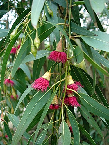 Eucalyptus grandis - 200 Samen **Flooded Gum, Rose Gum** (200) von tropical-seeds