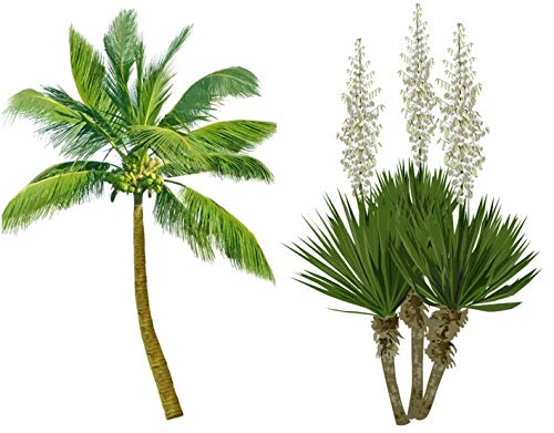 Frostharter Mix 6 Arten je 10 Samen von Palmen Yucca Samen von tropical-seeds
