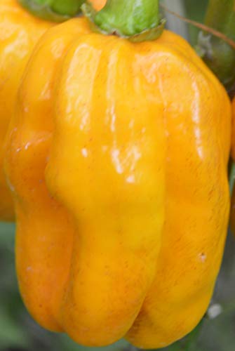 Habanero Golden - 25 Samen - Schärfegrad 10 - Chilisorte mit großen Früchten ! von tropical-seeds