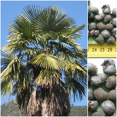 Hanfpalme (Naini) - 10 x Samen -Trachycarpus fortunei (Naini Tal) - extremst frosthart - von tropical-seeds