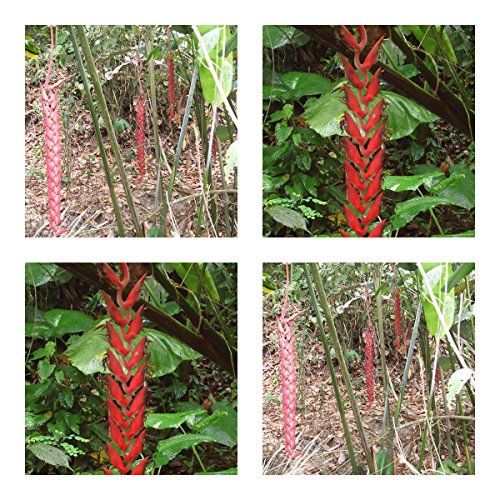 Heliconia longa - spektakuläre Blüten - 5 Samen - Kübelpflanze - sehr selten ! von tropical-seeds