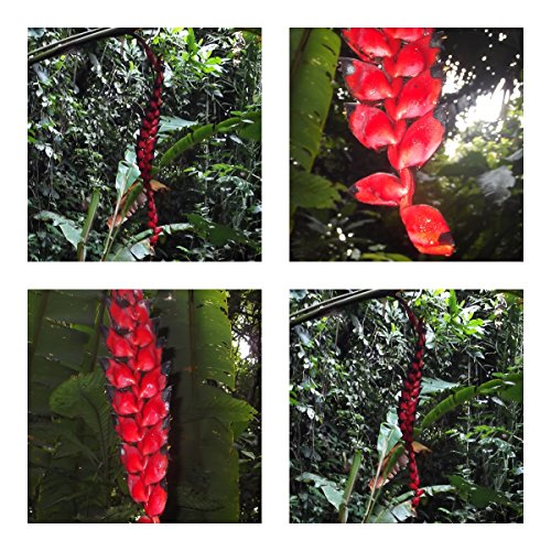 Heliconia nigripraefixa - spektakuläre Blüten - 5 Samen - Kübelpflanze - sehr selten ! von tropical-seeds