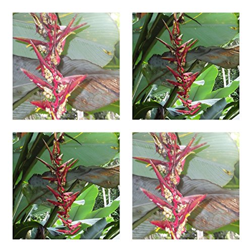 Heliconia riopalenquensis - spektakuläre Blüten - 5 Samen - Kübelpflanze - sehr selten ! von tropical-seeds