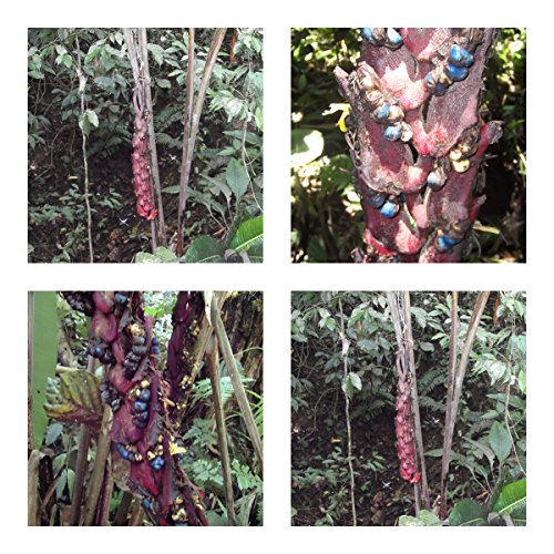 Heliconia sclerotricha- spektakuläre Blüten - 10 Samen - Kübelpflanze - sehr selten ! von tropical-seeds