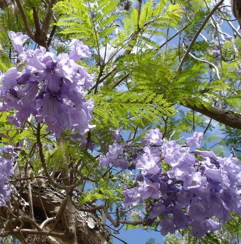 Jacaranda mimosofolia - Palisanderbaum - 200 Samen- von tropical-seeds