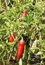 Jalapeno - 20 Chilisamen - scharfes und beliebtes Chili - von tropical-seeds