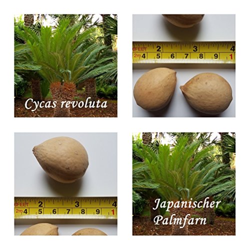 Japanischer Palmfarn - 3 Samen - Cycas revoluta - frosthart !! von tropical-seeds