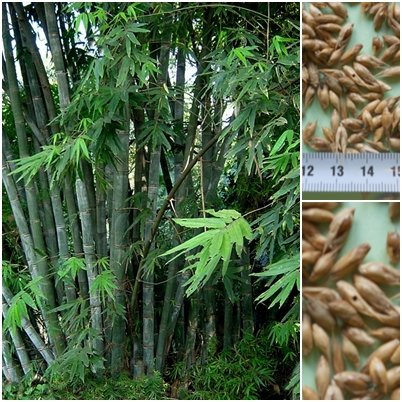 Kalkuttabambus 100 x Samen Dendrocalamus strictus (Eisenbambus)- Bambussamen - von tropical-seeds