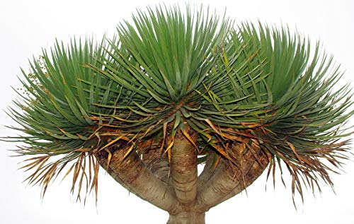 Kanarischer Drachenbaum - Dracaena draco- 10 Samen von tropical-seeds