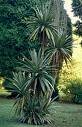 Keulenlilie 10 x Samen - Cordyline australis - Drachenbaum - frosthart - von tropical-seeds