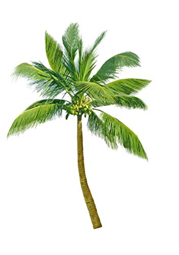 Königinpalme 10 x Samen Syagrus romanzoffiana - Palmensamen - von tropical-seeds