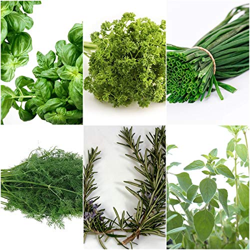 Küchenkräuter - 6 Arten - ca. 700 ++ Samen - sortenrein verpackt - von tropical-seeds