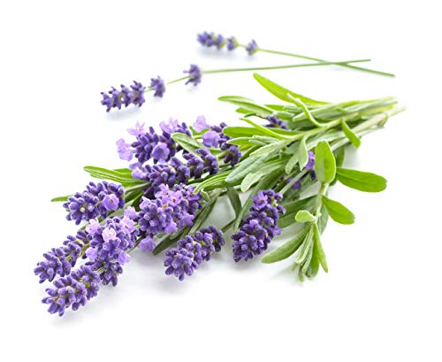 Lavendel (Lavandula angustifolia) -Samen- (Duft- und Kräuterpflanze...) von tropical-seeds