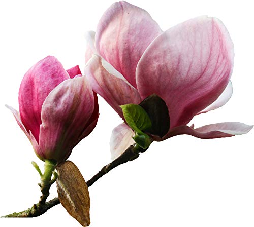 Magnolia champaca - Joy Parfümbaum - 20 Samen - von tropical-seeds
