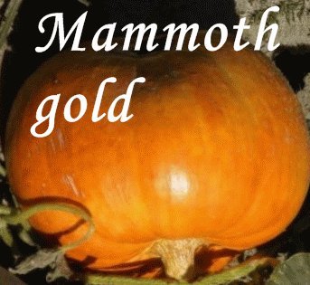 Mammoth Gold - 20 Samen - Kürbissamen - Speisekürbis - bis ca. 50 kg ! von tropical-seeds
