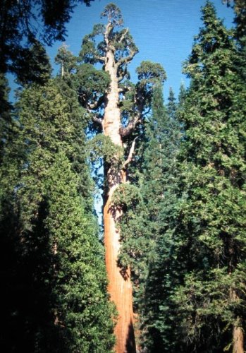 Mammutbaum - Bergmammutbaum - größter Baum der Welt - Sequoiadendron giganteum - 20 Samen - von tropical-seeds