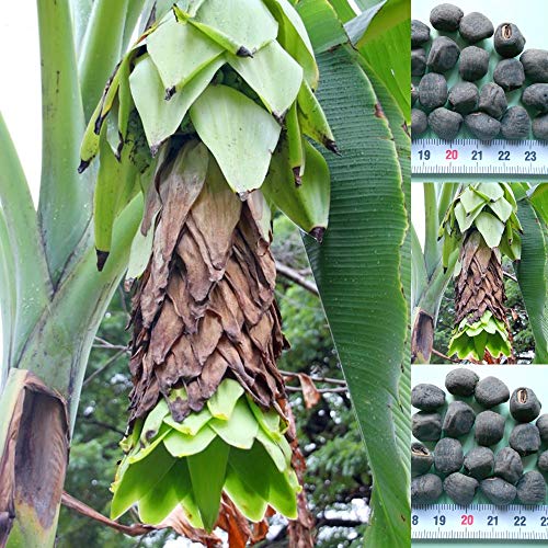 Musa Ensete glaucum - 10 Samen -Schneebanane - frosthart !! von tropical-seeds