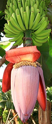 Musa balbisiana gigantea - Japanische Fruchtbanane - 10 Samen - von tropical-seeds