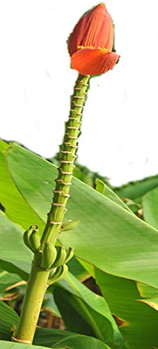 Musa ornata 20 Samen Bananen Fruchtbanane/Zimmerbanane von tropical-seeds