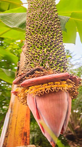 Musa thomasii - Thomsons essbare Banane - 20 Samen von tropical-seeds