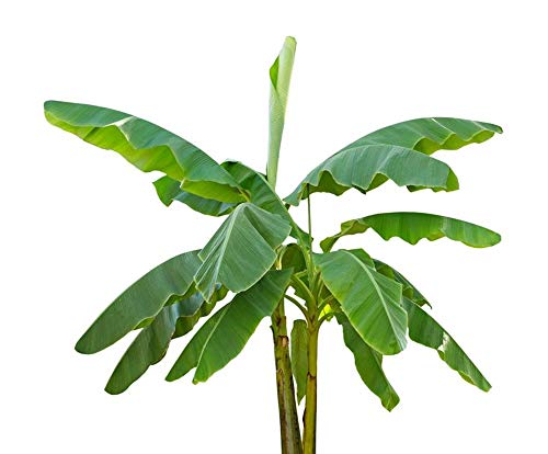 Musa velutina 50 Bananensamen rosa Zwergbanane frosthart von tropical-seeds