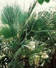 Nannorrhops ritchiana - Mazari Palme - 20 Samen - von tropical-seeds