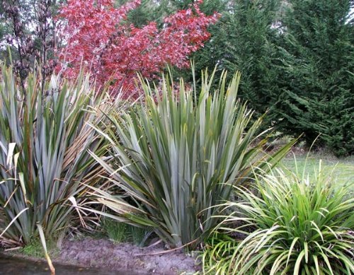 Neuseeland Flachs 10 x Samen - Phormium tenax - extrem frosthart - von tropical-seeds