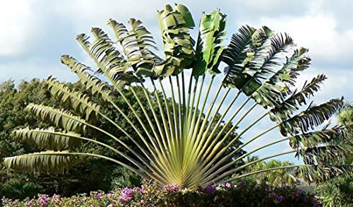 Ravenala madagascariensis 10 Samen - Baum der Reisenden - Bananensamen- von tropical-seeds