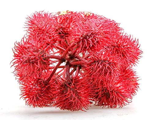 Ricinus communis"Carmencita" -Roter Wunderbaum- 50 Samen von tropical-seeds