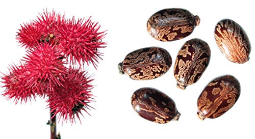 Ricinus communis - Wunderbaum - (Palma Christi) - 10 Samen - von tropical-seeds