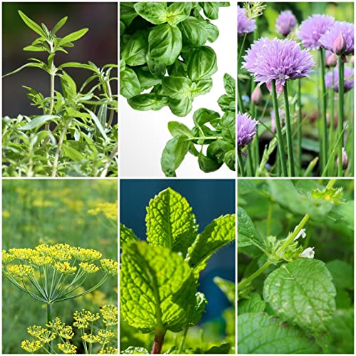 Salatkräuter Mix (Küchenkräuter) - 6 Arten - ca. 850 ++ Samen - sortenrein verpackt - von tropical-seeds
