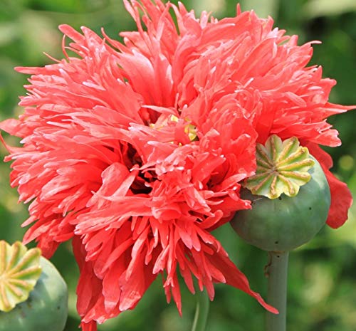 Schlafmohn - Papaver somniferum - 2500 Samen in 5 Druckverschlussbeuteln ! von tropical-seeds