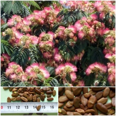 Seidenbaum - Albizia julibrissin - 50 Samen -Schlafbaum - von tropical-seeds