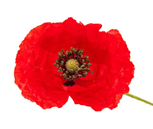 Seidenmohn (Papaver rhoeas) - 250 Samen von tropical-seeds