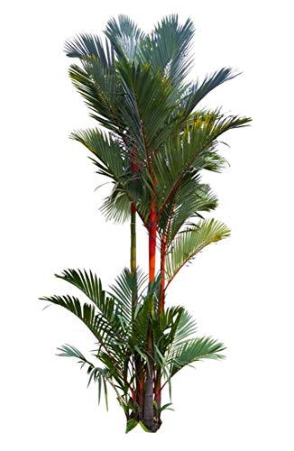 Siegellack - Palme - Rotstielpalme - 50 Samen Cyrtostachys renda - Rarität von tropical-seeds