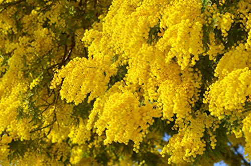 Silber Akazie (Falsche Mimose) -Acacia dealbata- 50 Samen - von tropical-seeds