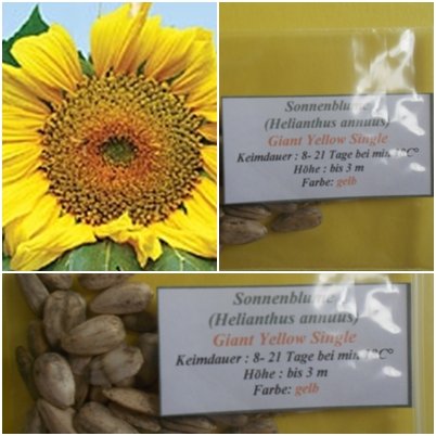 Sonnenblumen 30 Samen der Sorte : Giant Yellow Single/Höhe : bis zu 3 m !! von tropical-seeds