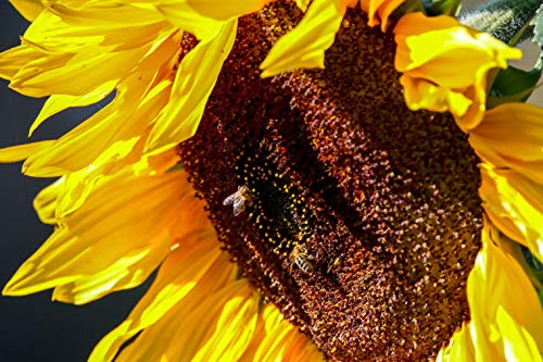Sonnenblumen 30 Samen der Sorte"Tall single" Höhe : bis zu 3 m von tropical-seeds
