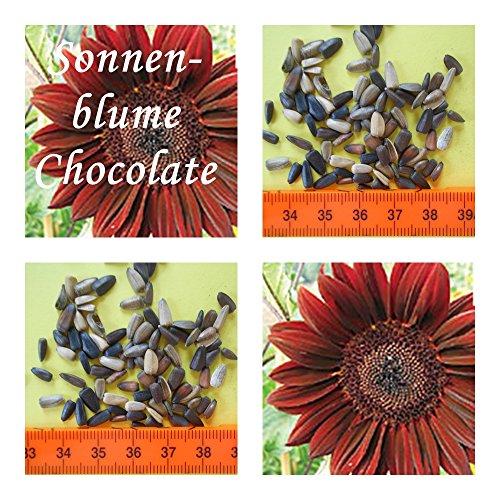 Sonnenblumen- 30 Samen der Sorte chocolate -Höhe : bis zu 2,00 m !!! von tropical-seeds