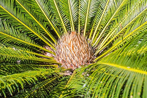 Thailändischer Palmfarn - 3 Samen - Cycas siamensis 'Dwarf Form' - von tropical-seeds